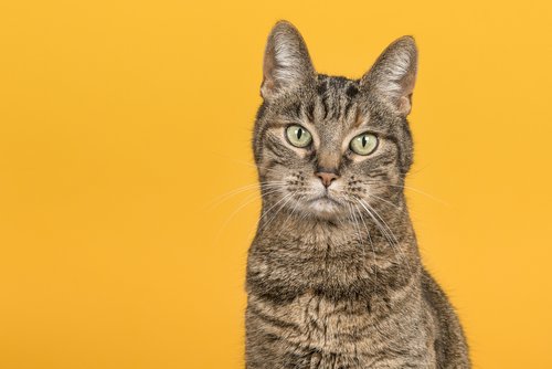 Pretty female tabby cat portrait with green eyes looking at the camera on a yellow background