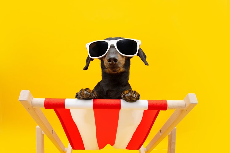 Funny dog summer. Dachshund puppy relaxing on a beach chair wearing sunglasses going on vacations. Isolated on yellow background
