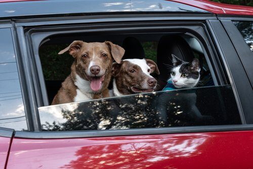 Two large mixed breed dogs and a cat looking at the window of a red car