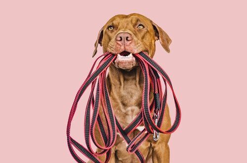 Lovable, pretty puppy holding a leash in his mouth. Close-up, indoors. Studio photo. Concept of care, education, obedience training and raising pets