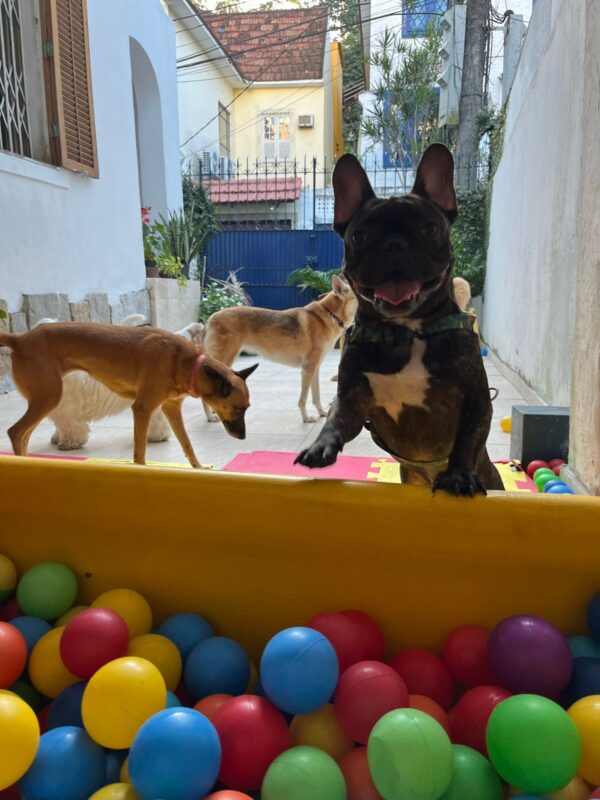 San e as Bolinhas!
