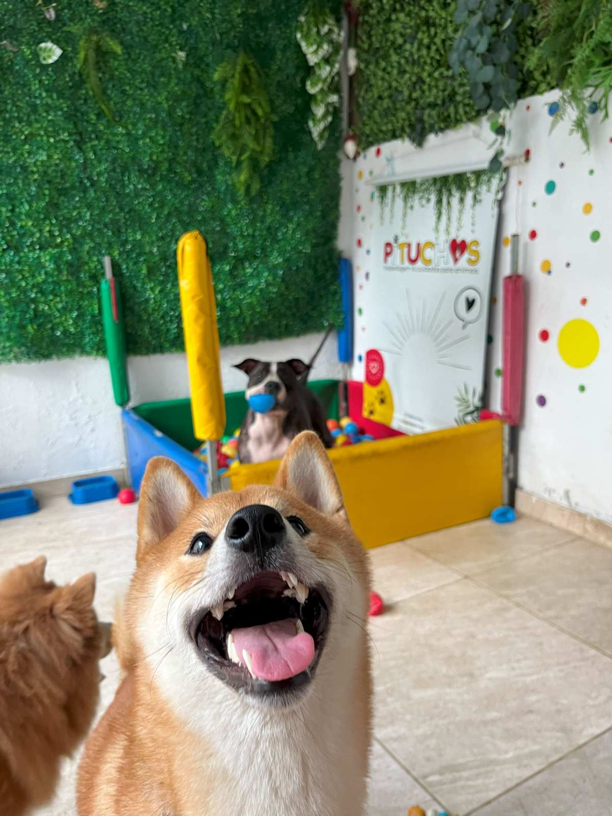 Bento na brincadeira! ❤️❤️