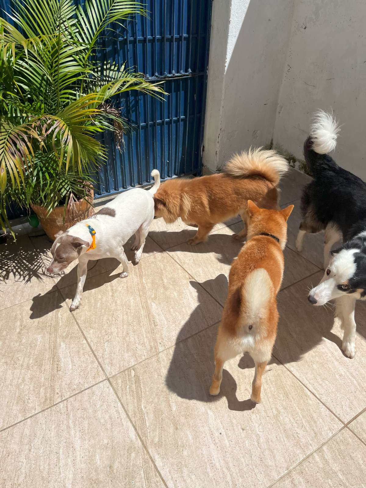 Socialização