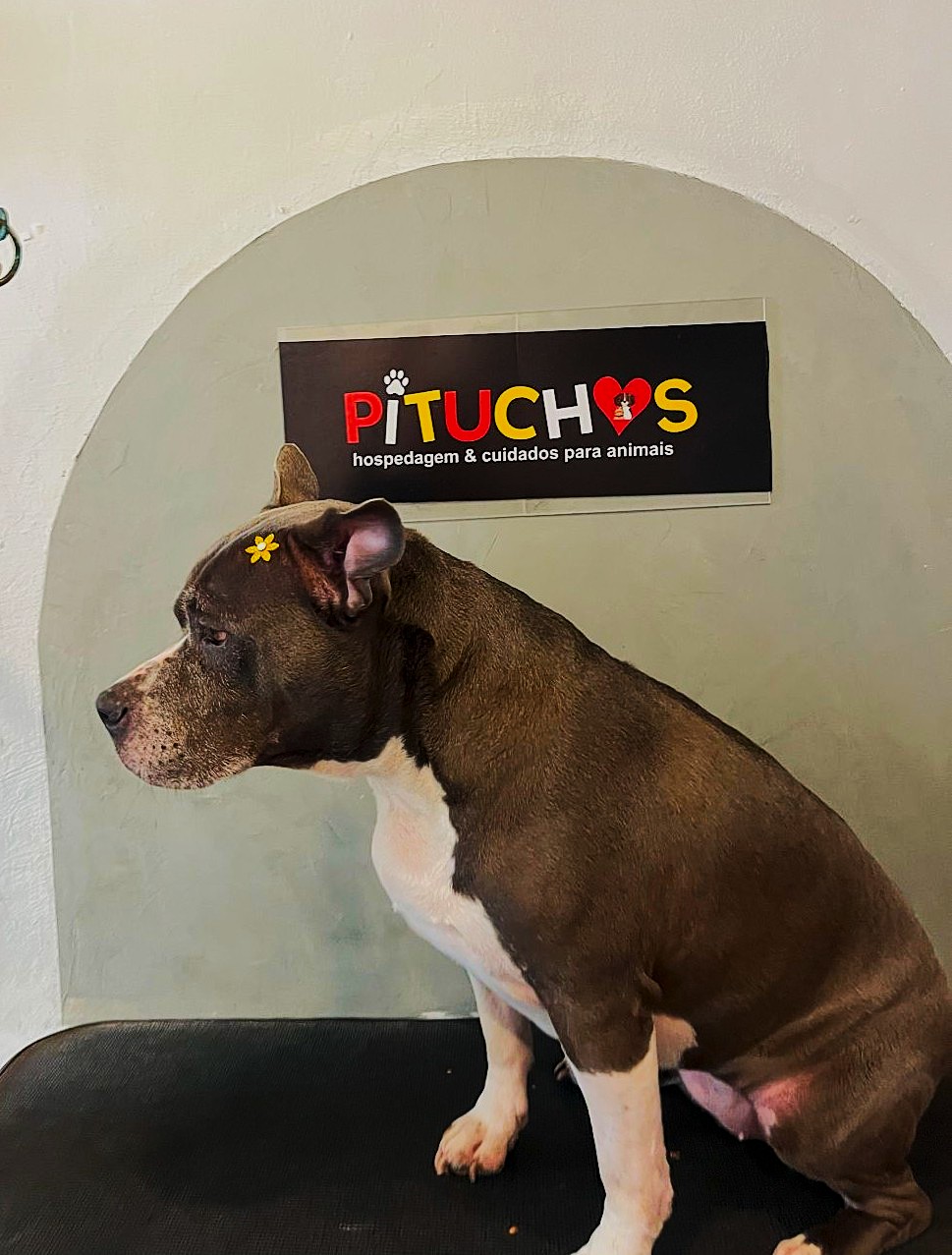 Lola pós Bainho