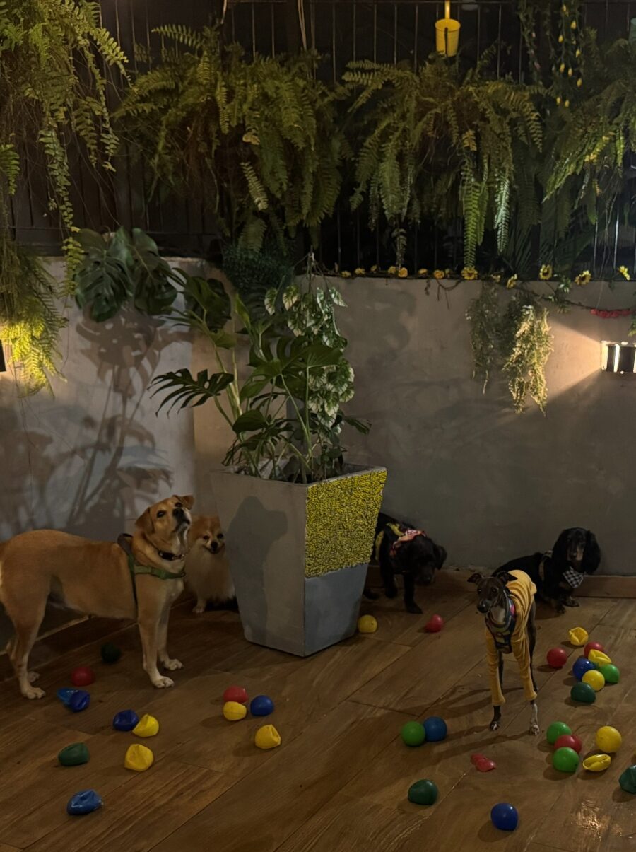 Creche para Cachorros em Botafogo | Pituchos