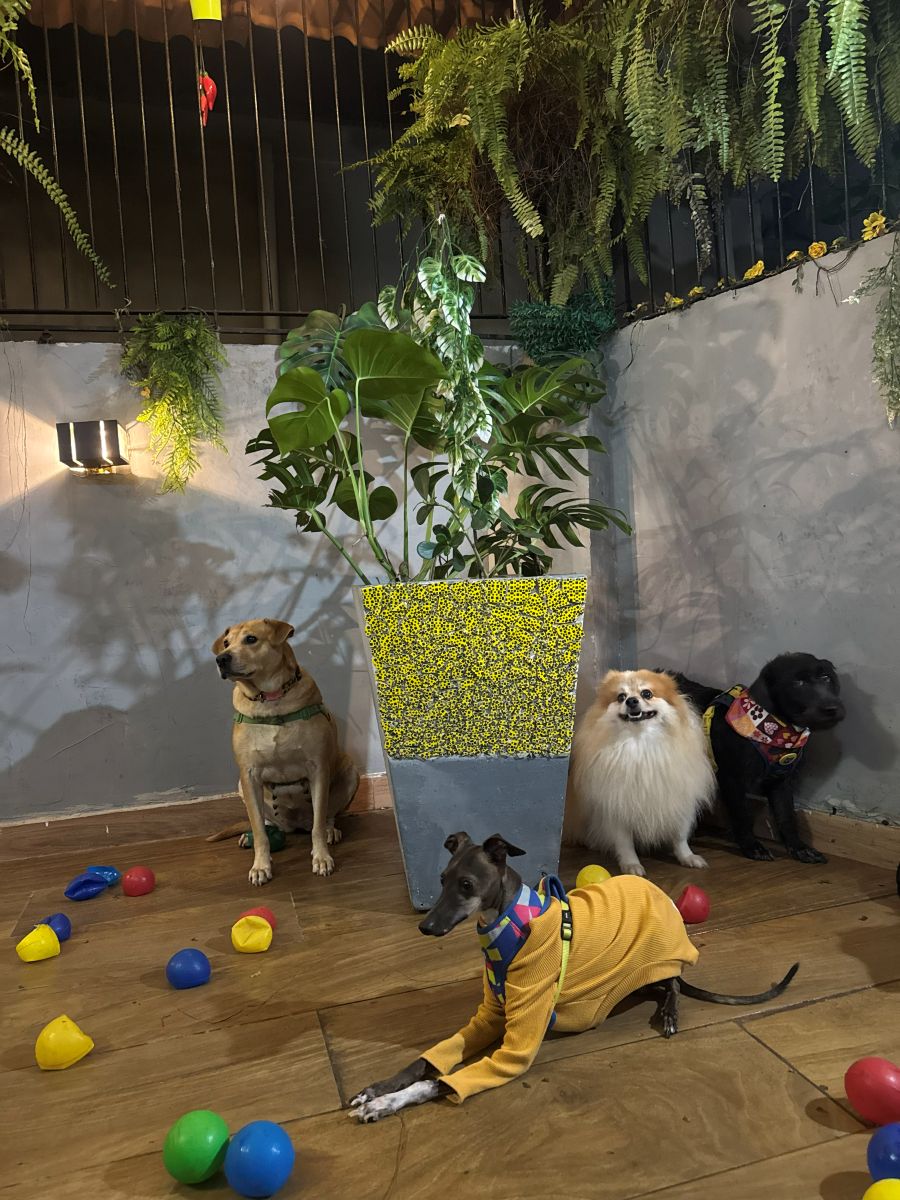 Cachorros brincando na creche canina da Pituchos em Botafogo