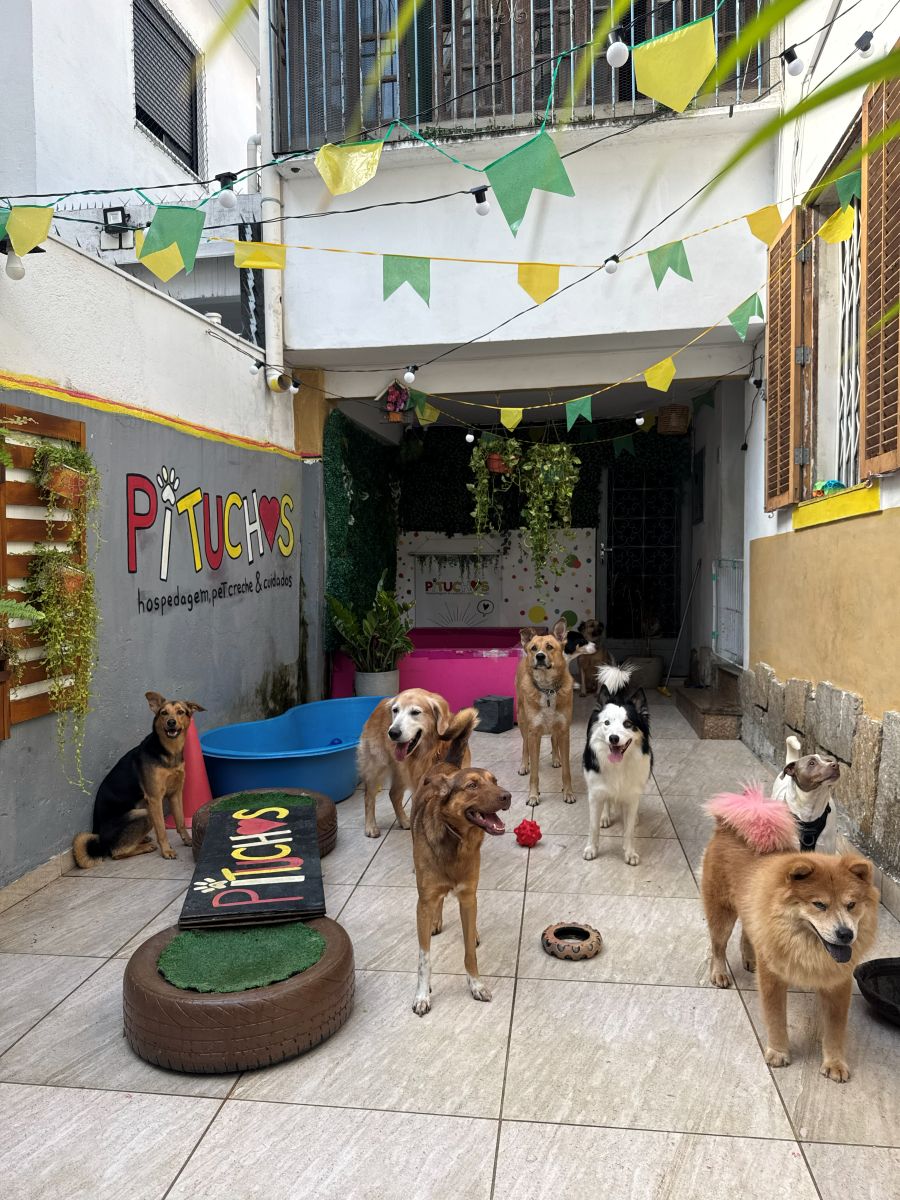 Cachorros brincando na creche canina da Pituchos em Botafogo