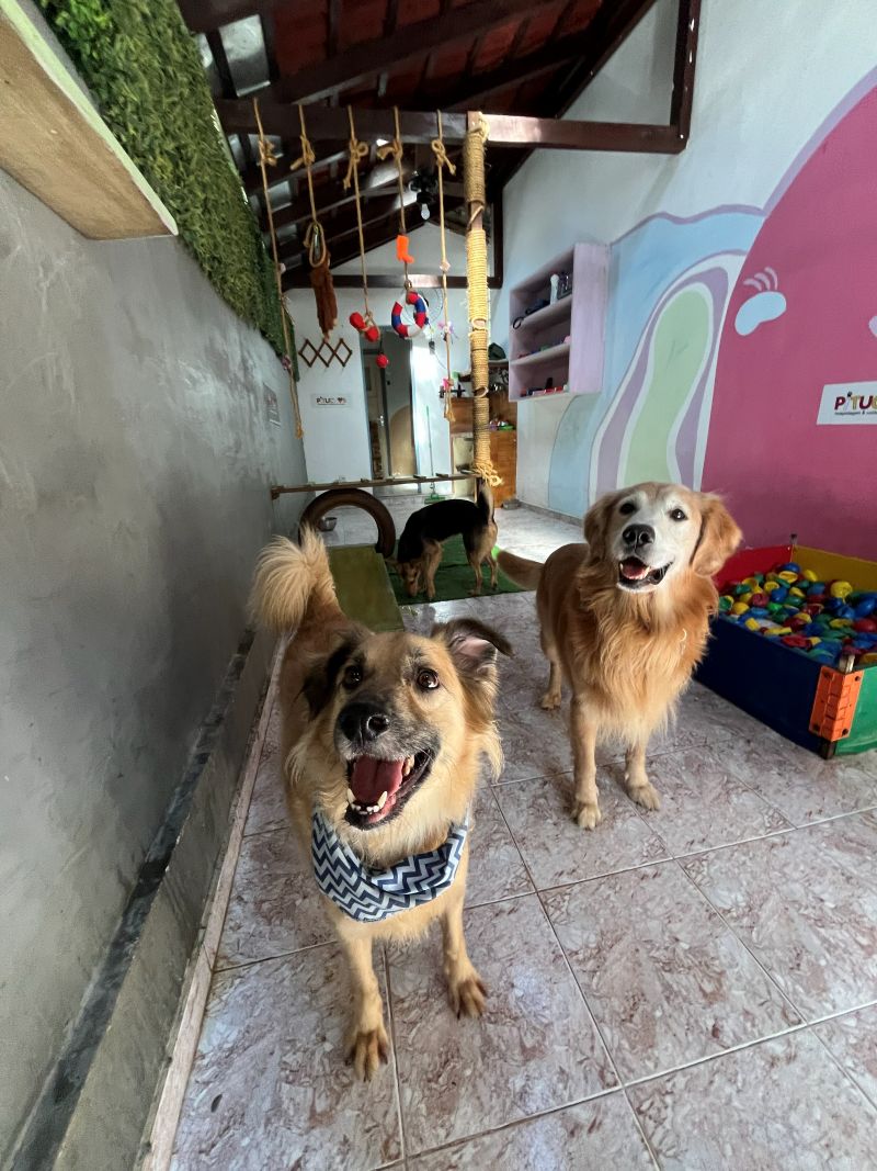 Cachorros brincando na creche canina da Pituchos em Botafogo