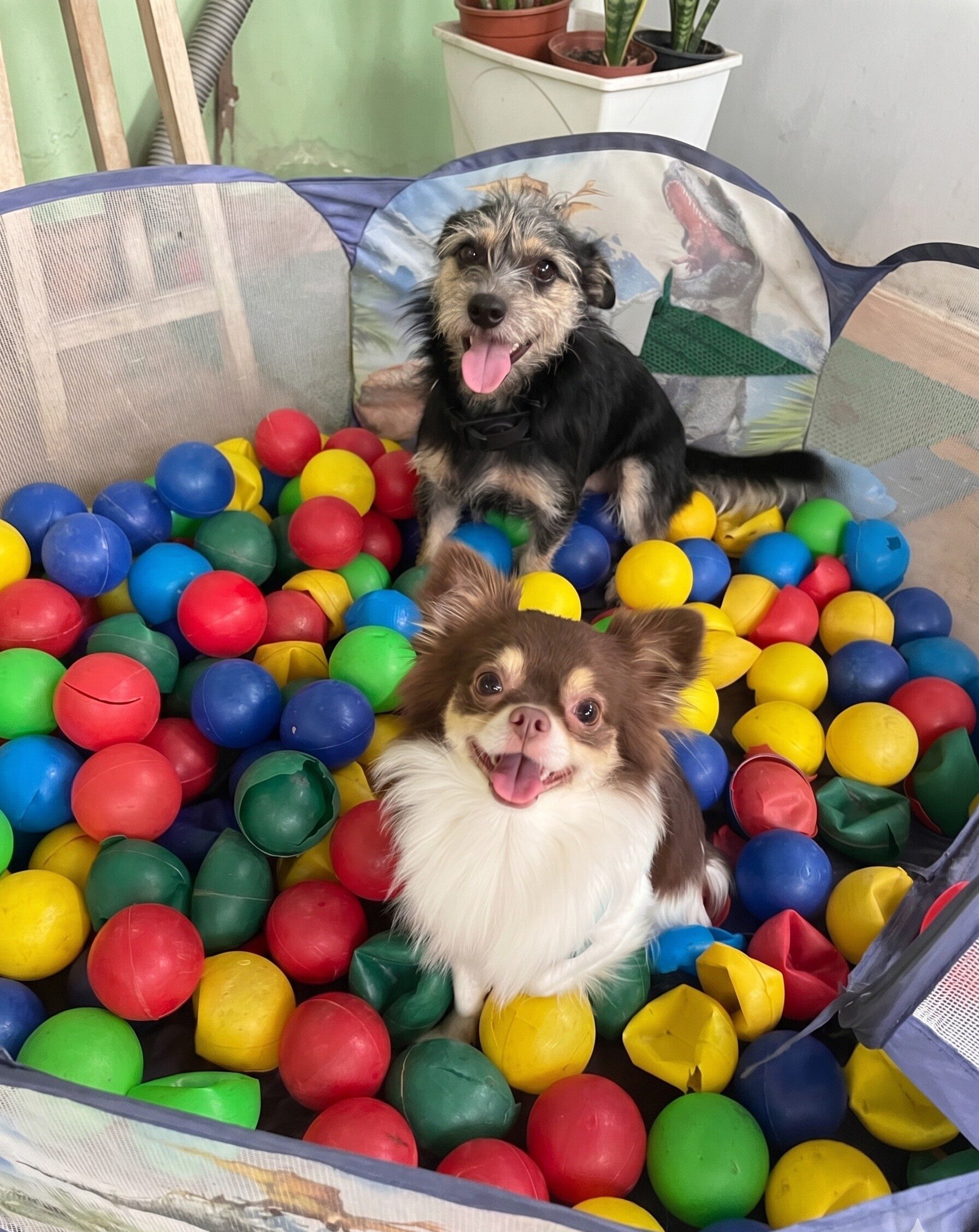 hotel pet em botafogo