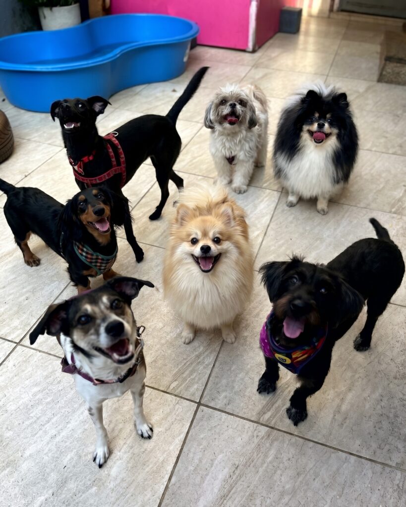 Cachorros hospedados no hotel pet da Pituchos em Botafogo