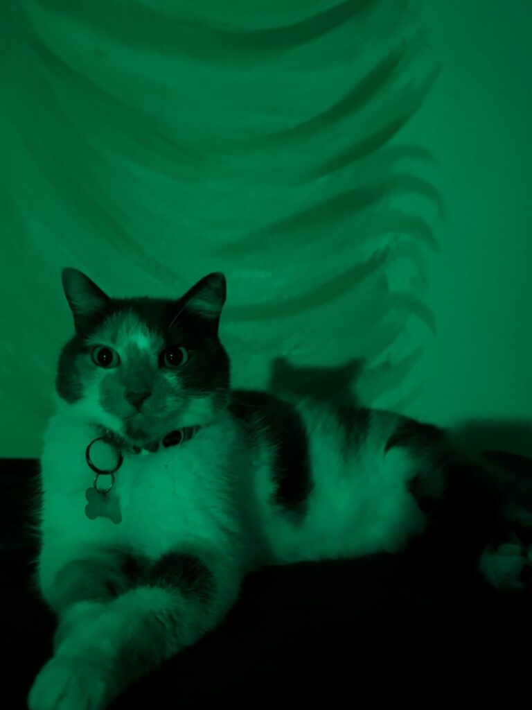 cromoterapia Quarto exclusivo do hotel para gatos da Pituchos em Botafogo com cromoterapia