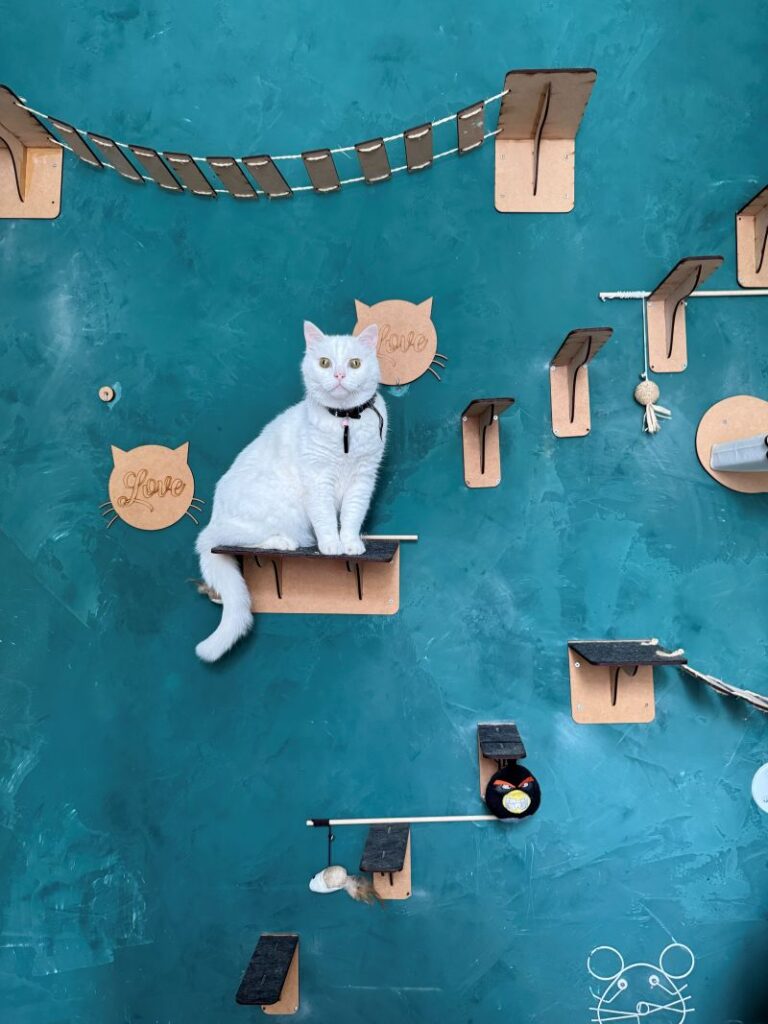 Quarto exclusivo do hotel para gatos da Pituchos em Botafogo