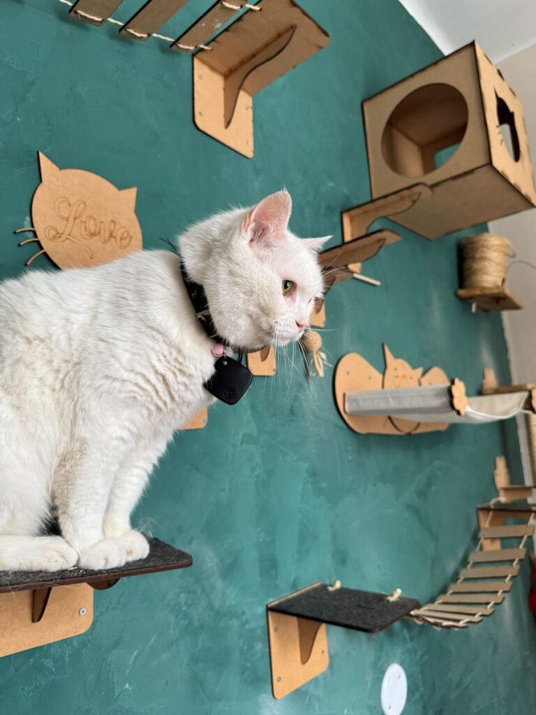 Quarto exclusivo do hotel para gatos da Pituchos em Botafogo